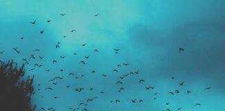 El martirio de pájaros ‘infernales’ en Vitoria
