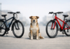 Accidente entre dos ciclistas y un perro en Vitoria Accidente entre dos ciclistas y un perro en Vitoria
