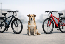 Accidente entre dos ciclistas y un perro en Vitoria Accidente entre dos ciclistas y un perro en Vitoria