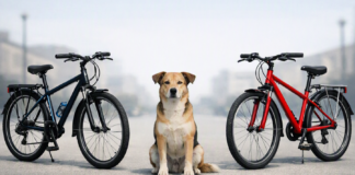 Accidente entre dos ciclistas y un perro en Vitoria Accidente entre dos ciclistas y un perro en Vitoria