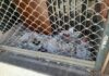 Récord de porquería en una lonja de Vitoria Récord de porquería en una lonja de Vitoria