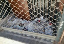 Récord de porquería en una lonja de Vitoria Récord de porquería en una lonja de Vitoria