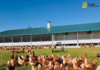 1 millón de gallinas, intoxicación en Vitoria y Zaragoza se defiende 1 millón de gallinas y una intoxicación en Vitoria: Zaragoza se defiende