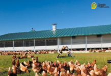 1 millón de gallinas, intoxicación en Vitoria y Zaragoza se defiende 1 millón de gallinas y una intoxicación en Vitoria: Zaragoza se defiende